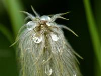 Tropfen auf Küchenschellen Blütenstand - Banff NP